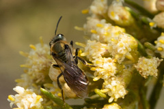Corynura corinogaster