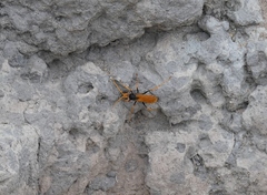 Cryptocheilus australis