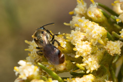 Corynura corinogaster