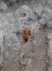 Cryptocheilus australis