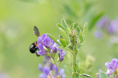 Notanthidium bizonatum