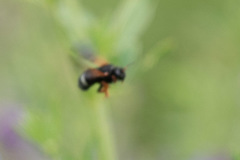 Notanthidium bizonatum
