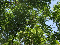Handroanthus chrysanthus
