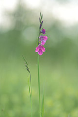 Gladiolus