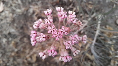 Asclepias senecionifolia