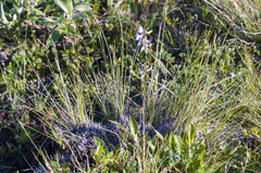 Carex myosuroides