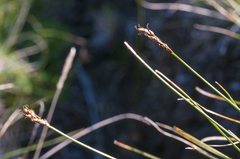 Carex myosuroides