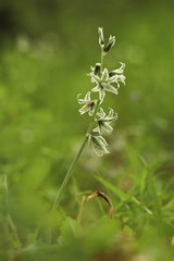 Ornithogalum boucheanum