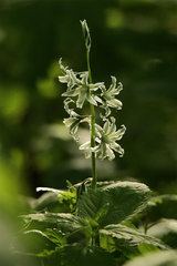 Ornithogalum boucheanum