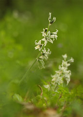 Ornithogalum boucheanum
