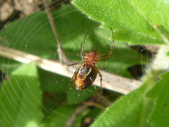 Alpaida leucogramma