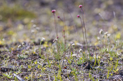 Antennaria friesiana