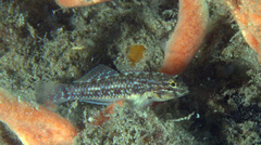 Coryphopterus dicrus