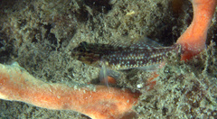 Coryphopterus dicrus