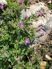 Glandularia tumidula