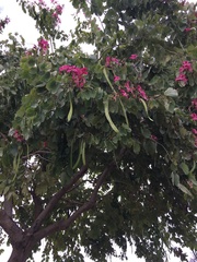 Bauhinia × blakeana