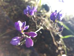 Polygala microphylla