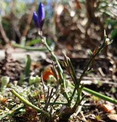 Polygala microphylla