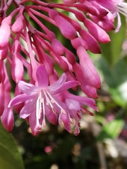 Fuchsia paniculata
