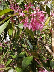 Fuchsia paniculata