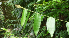 Olyra latifolia
