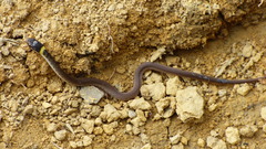 Erythrolamprus macrosomus