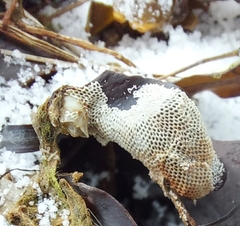 Einhornia crustulenta