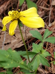 Bidens ostruthioides