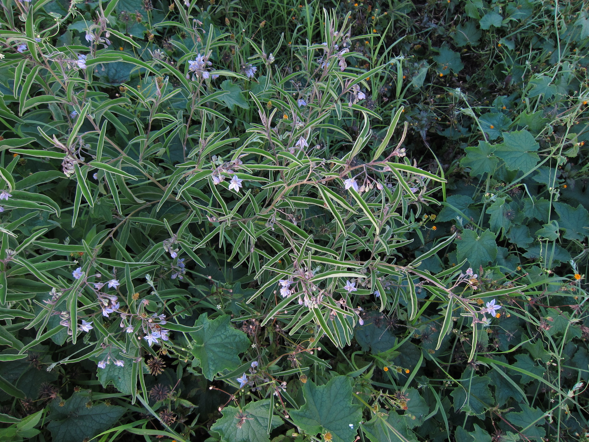 Solanum lanzae