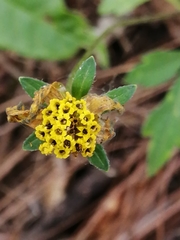 Bidens ostruthioides