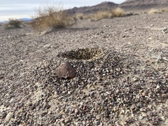 Myrmecocystus