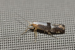 Argyresthia spinosella