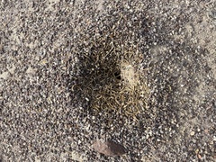 Myrmecocystus