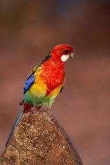 Platycercus eximius elecica