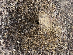 Myrmecocystus