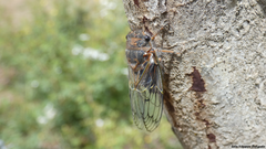 Tettigades ulnaria
