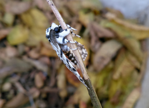 Concolorous Tussock Moth