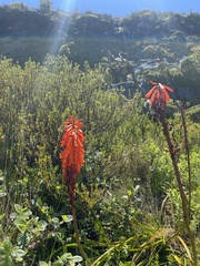 Kniphofia tabularis