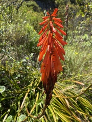 Kniphofia tabularis
