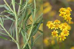 Senecio rosmarinifolius