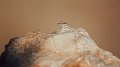 Pristurus