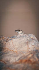 Pristurus