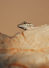 Pristurus