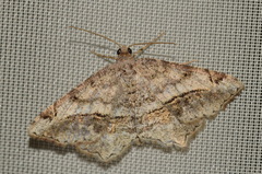 Chiasmia aestimaria