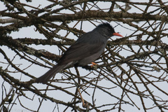 Hypsipetes ganeesa