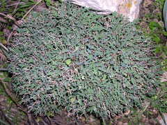 Launaea cervicornis