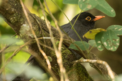 Turdus simillimus