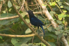 Myophonus horsfieldii