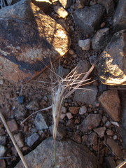 Aristida congesta congesta