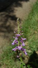 Desmodium prehensile